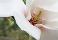 Magnolia x Soulangeana Lennei, close-up of pinkish white inflorescence